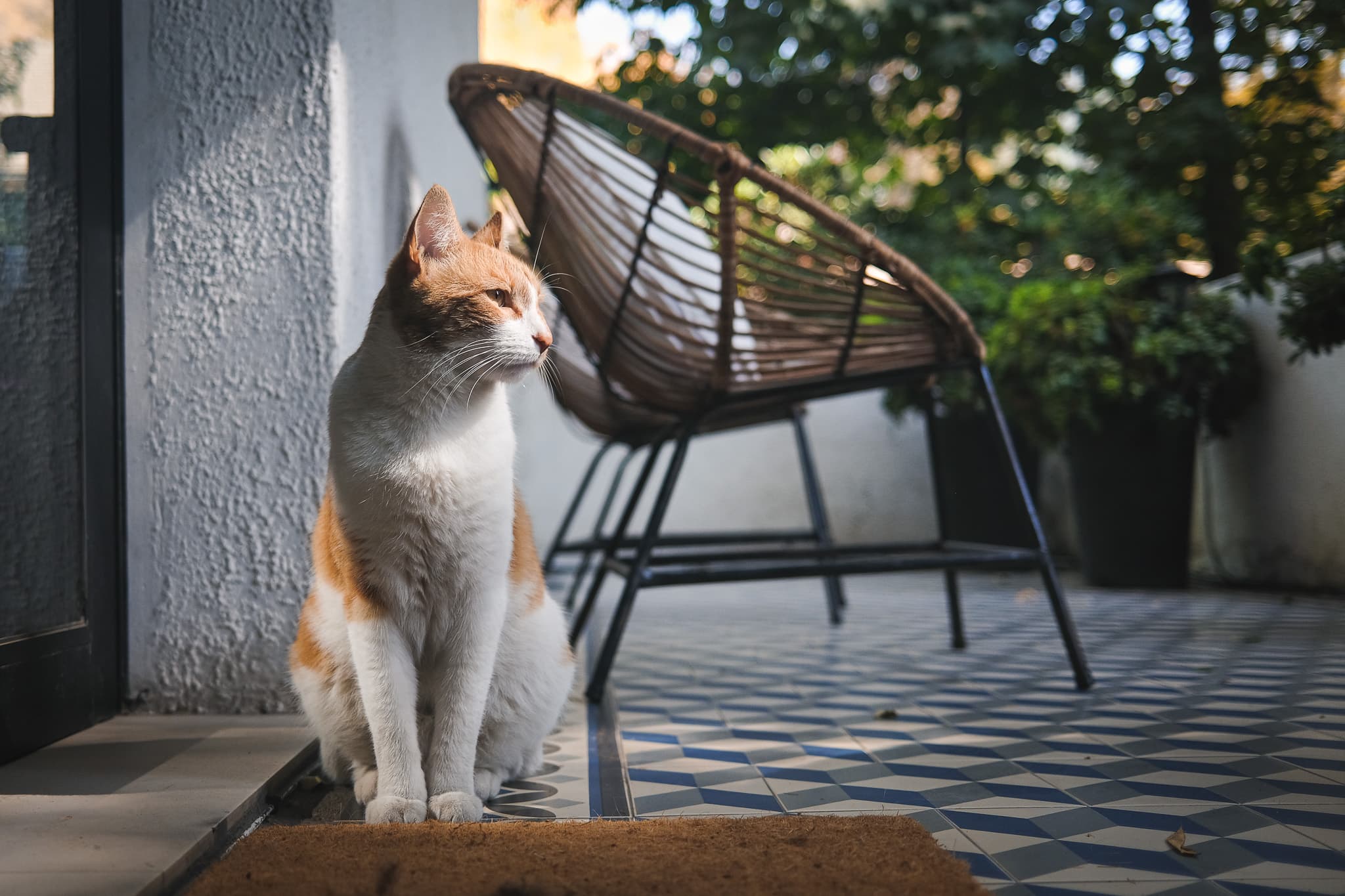 Gatito del Airbnb en Santiago